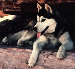 Kavik