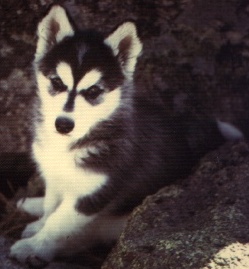 Mishka